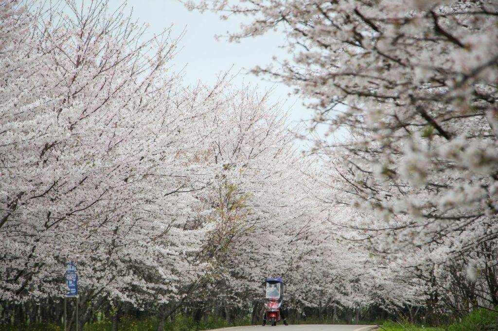 中國賞櫻 回春霧露下看櫻花獨有的迷濛美態，別有一番風情。