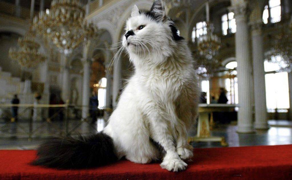 冬宮貓 冬宮貓是一群來自位於俄羅斯聖彼得堡的艾米塔吉博物館State Hermitage Museum）的貓。