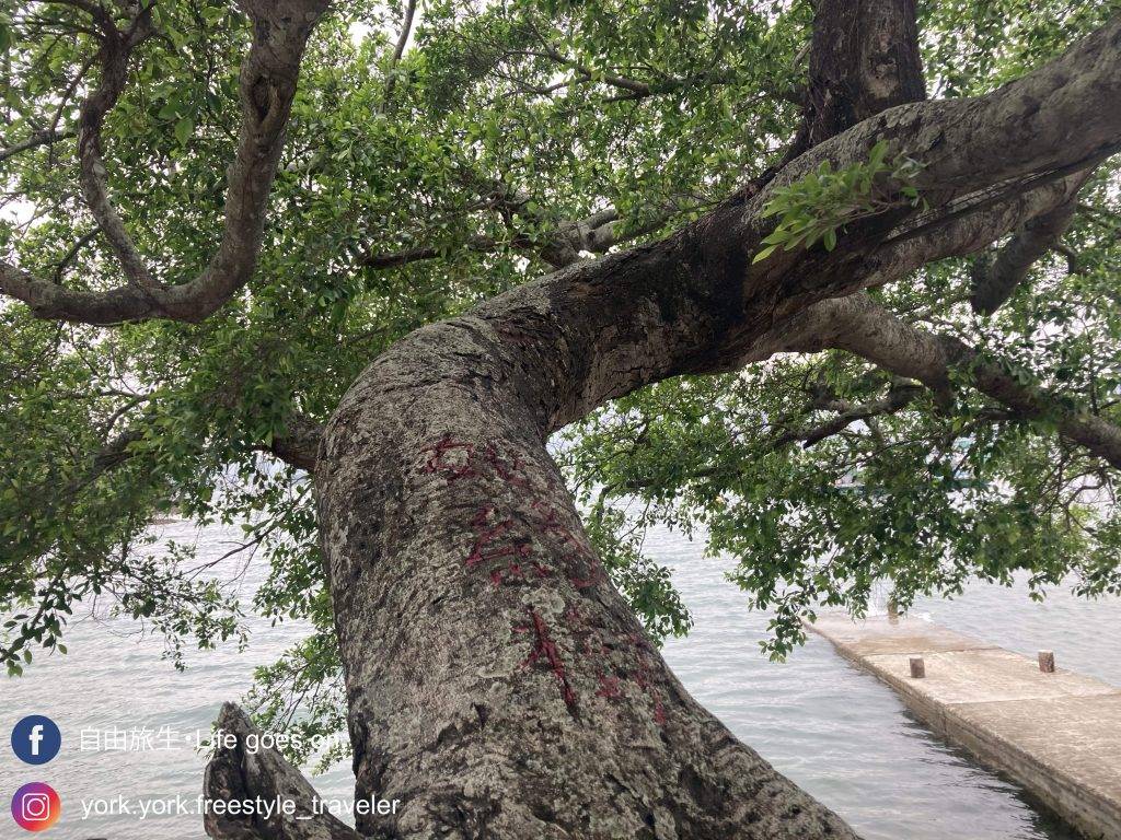 吉澳百年姻緣樹（圖片來源：自由旅生授權圖片）