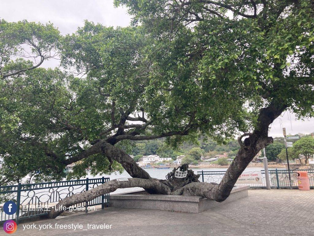 吉澳鴨洲 吉澳姻緣樹有一百多歲，樹幹三分，已納入康文署古樹名木冊內
