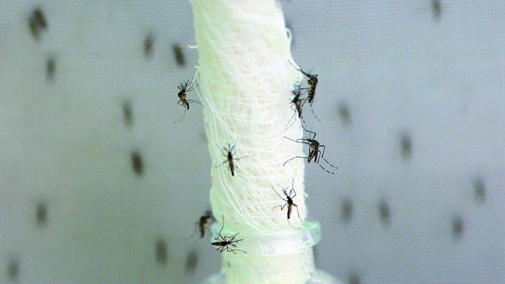 透過繁衍後代的過程，令出生的蚊寶寶在幼蟲階段死亡。（圖片來源：新傳媒資料庫)