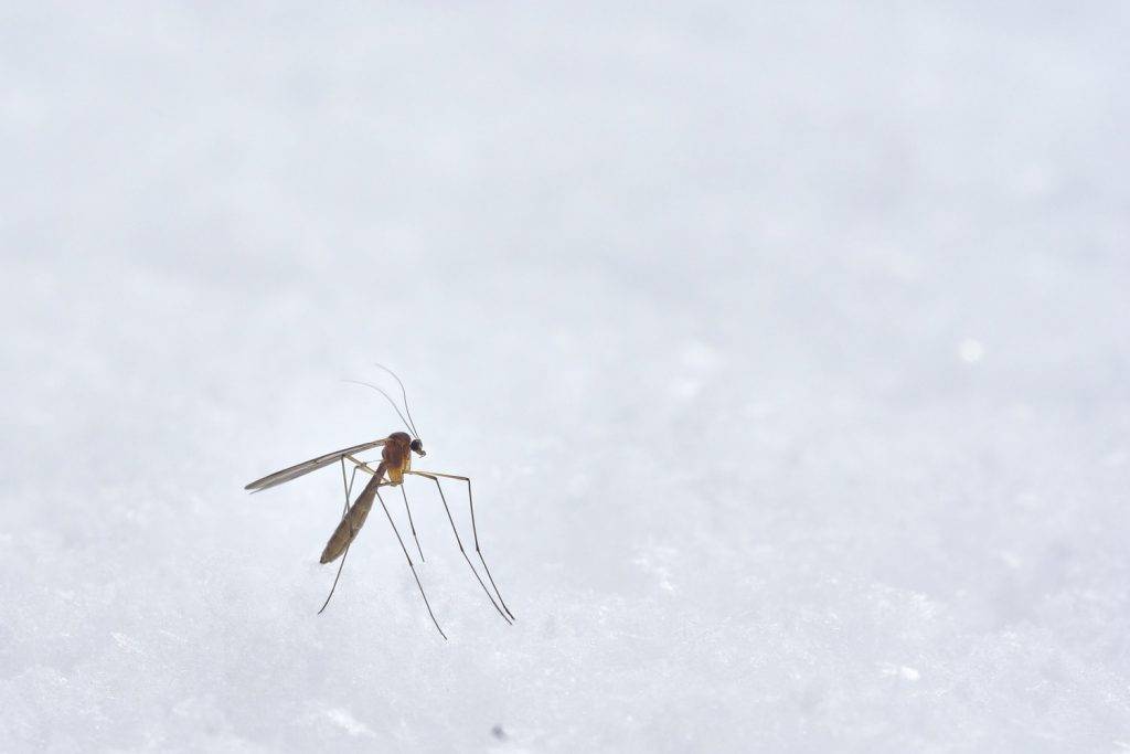 科學家指找不到滅絕蚊子的壞處（圖片來源：Wolfgang Hasselmann@Unsplash)