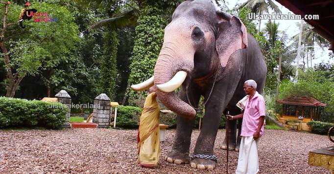 大象徒步2小時告別25年好拍檔｜象夫奈爾Kunnakkad Damodaran Nair）非常愛護大象。