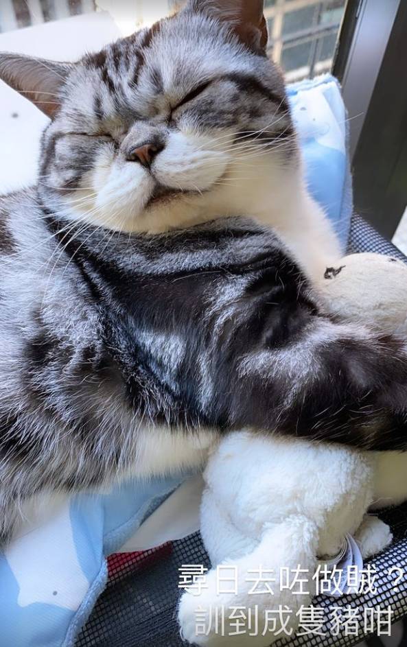 【東京奧運】張家朗在休息時間都會拍攝自己貓貓的照片放上社交平台（圖片來源：Instagram@cheungkalonggggg）