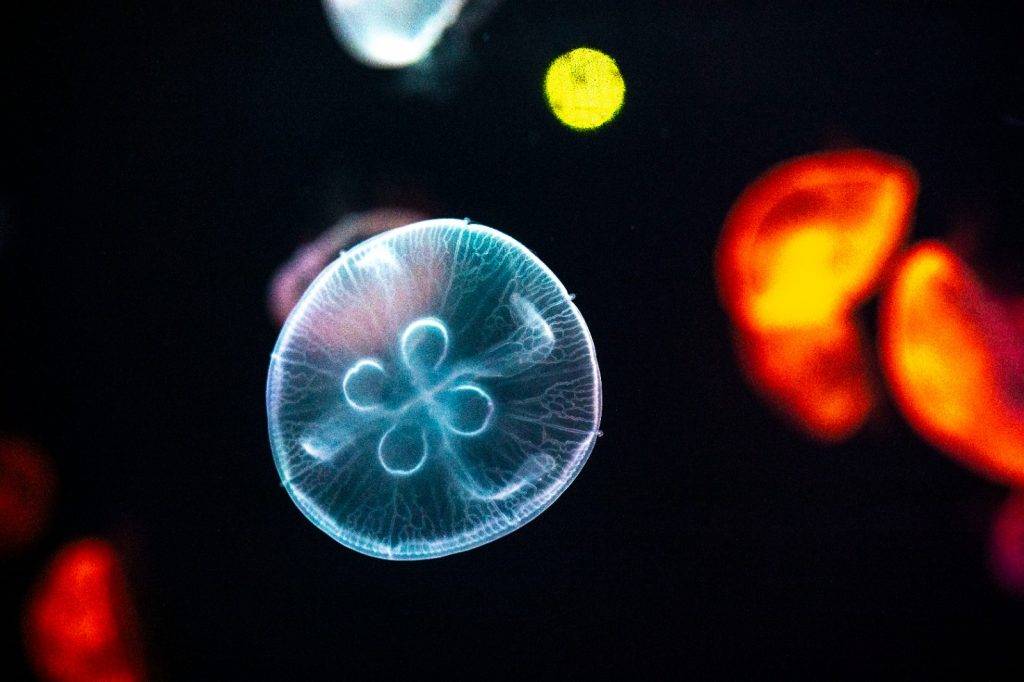 浩海立方．探游館 由真實水母跟燈光配合的水母萬花筒，遊客可以觀賞到活生生的水母在水中漂浮。