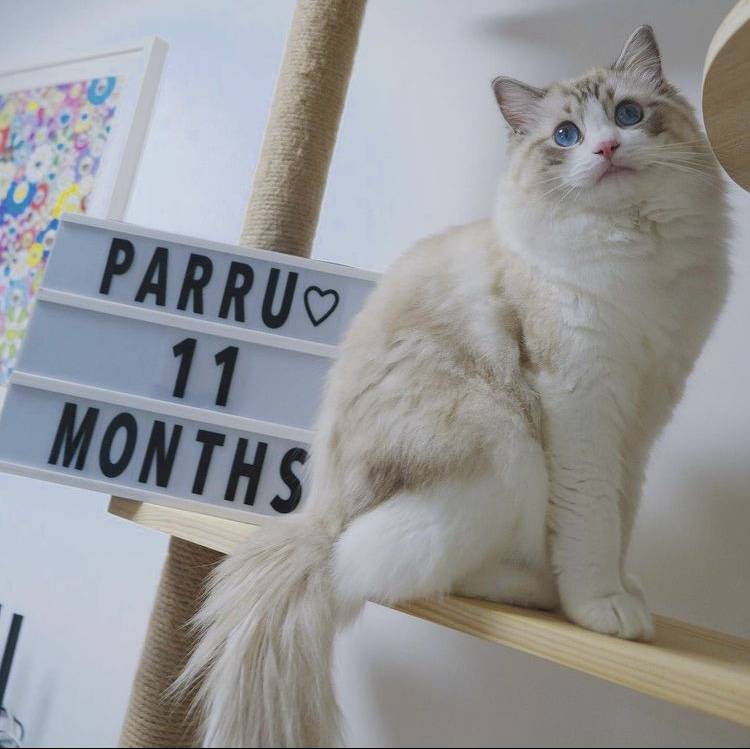 Parru是一隻布偶貓。（圖片來源：Instagram@fluffybearx）