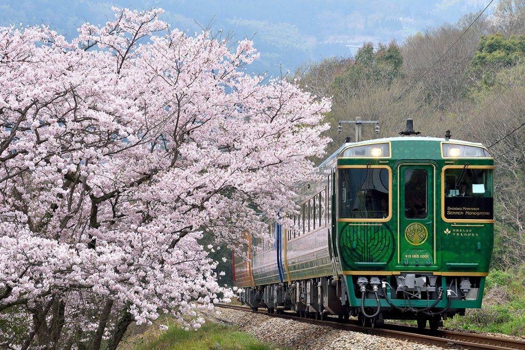 四國 四國真中千年物語的路線旁種有櫻花樹，春日盛開之時在車內看起來有如穿越櫻花隧道。（圖片提供： JR四國）