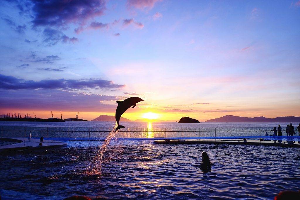 四國 戶外水池的海豚表演以無敵瀨戶内海日落絕景作背景，畫面絕美。 ( 圖片提供：四國觀光推進機構）