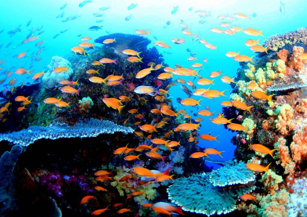 四國 透明海水波平如鏡，加上海底世界物種豐富，輕易成潛水愛好者的天堂。（圖片提供： 高知縣）