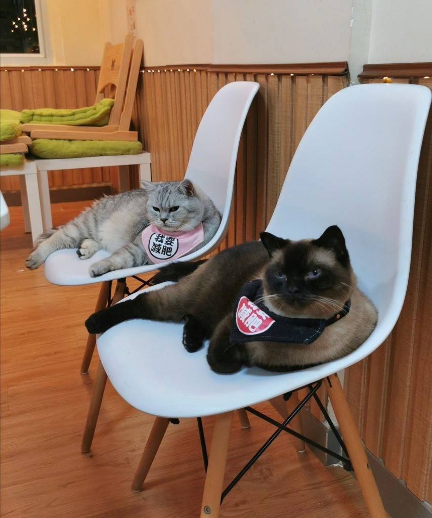 （圖片來源：Facebook@貓之茶房 Cats Tea Room）