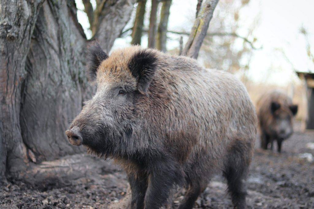 餵飼會令野豬失去覓食能力，呼籲市民不要再餵野豬。