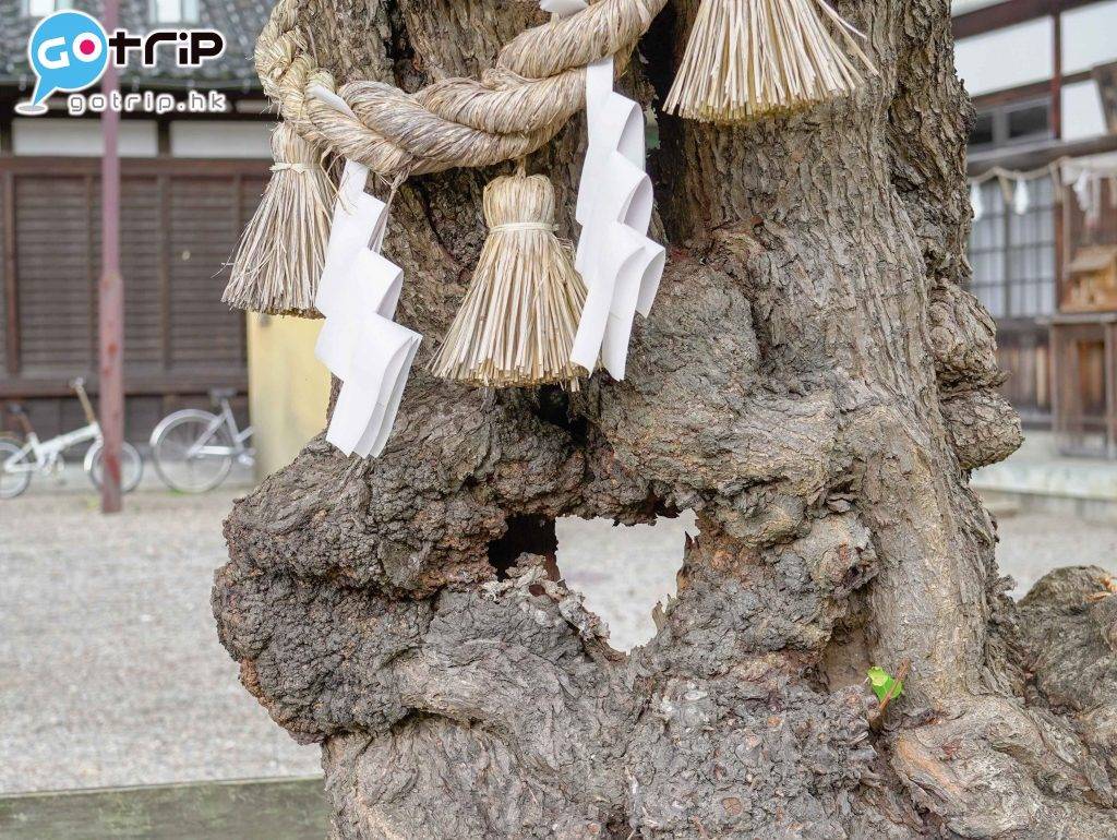 富山 不少人為了來看這棵樹齡4百年、擁有一個心形洞的御神木。