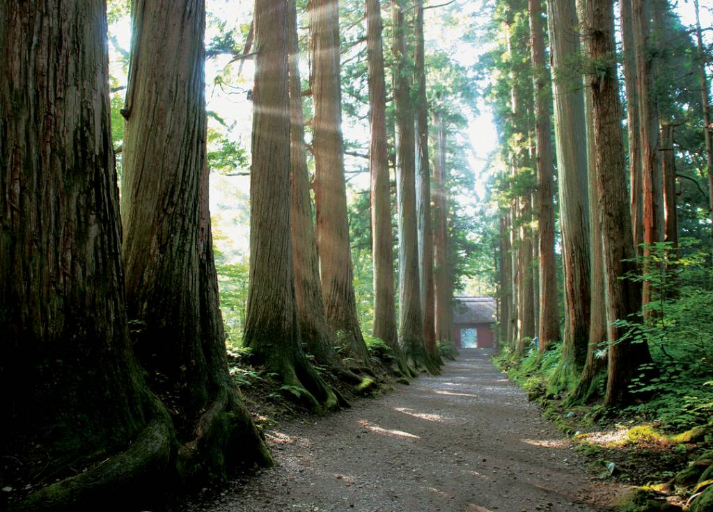 長野 參道全長約2公里，沿路有樹齡400年並指定為天然紀念物的杉樹。