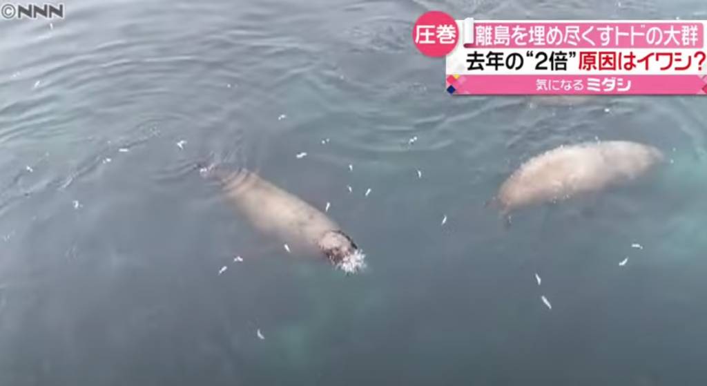  海獅在沿岸捕食漁獲