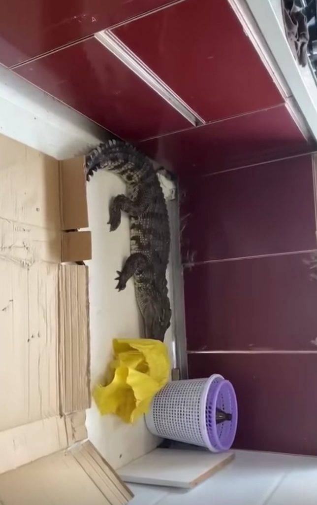 網購 貨到打開箱子後，一條活生生的鱷魚出現了，嚇得他不知道如何處理。