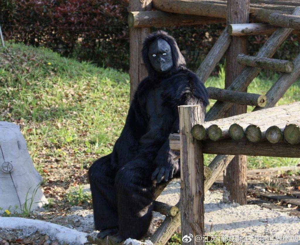 動物園 大猩猩坐姿非常奇特！