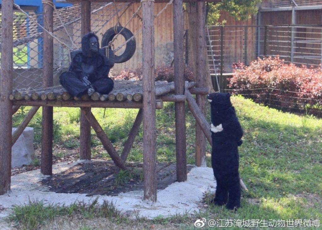 動物園 與同為人類的黑熊無言對望。