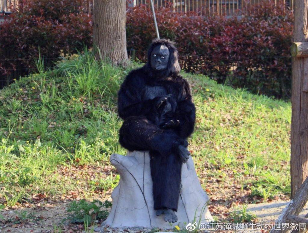 動物園 翹腳的大猩猩第一次見吧！