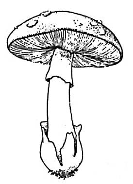  白毒傘的結構分別為菇傘、菇環、菇托