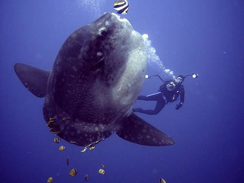翻車魚 在西方語言文化，翻車魚又稱為「ocean sunfish」。