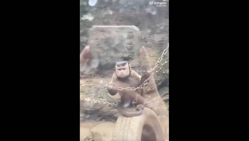 動物園 有遊客拍到疑為人扮的猴子。