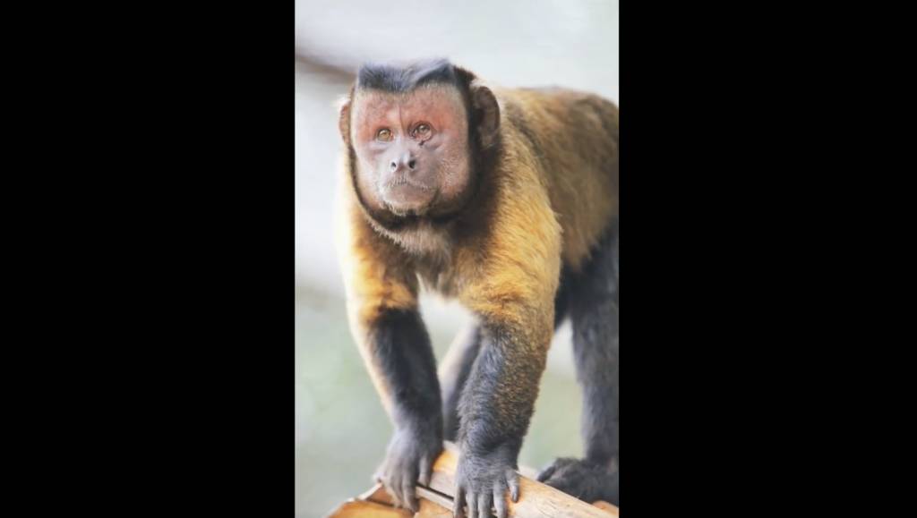 動物園 重慶永川野生動物園也有網紅國字臉猴。