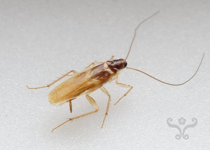 家居曱甴 專家 長鬚蟑螂出現在家居的數量近年有所增加