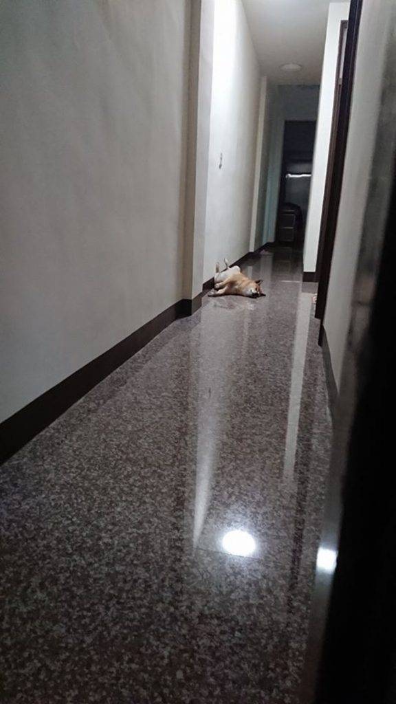狗 即使快到家門也賴在走廊不走
