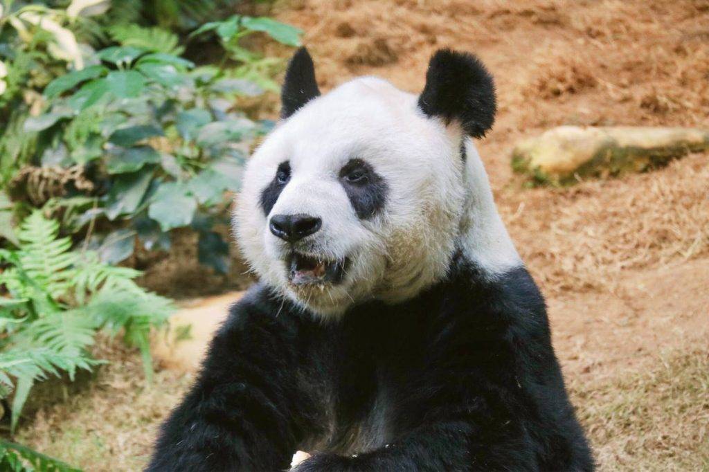 大熊貓安安離世 熊貓安安 海洋公園 安安享年35歲，陪伴港人23年