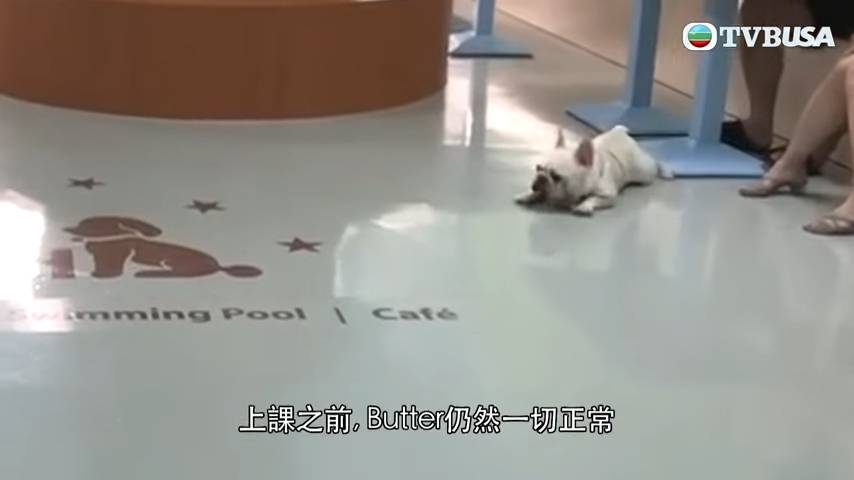 東張西望狗cafe 陳小姐表示愛犬落水前沒有異樣