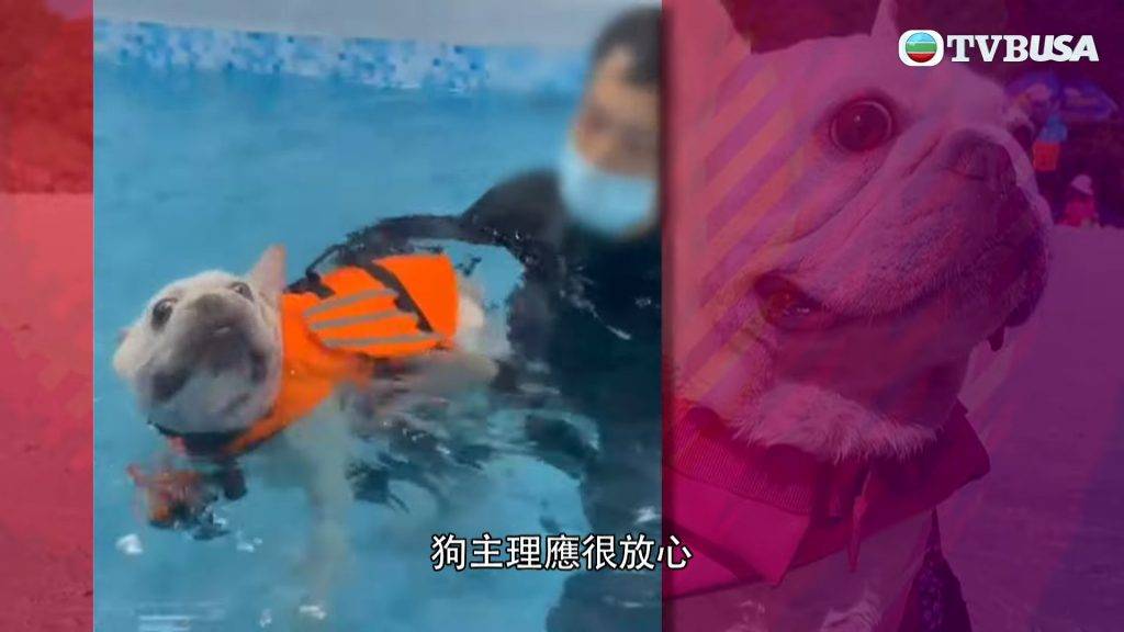 東張西望狗cafe 陳小姐留意到訓練員精神不足，期間愛犬兩度身體傾側，鼻子浸在水中