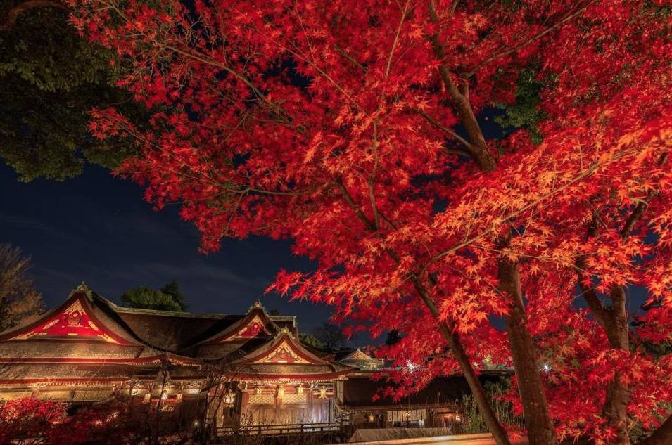 日本京都紅葉 日本紅葉 北野天滿宮春天以賞梅花聞名，秋天則有火紅的楓葉。