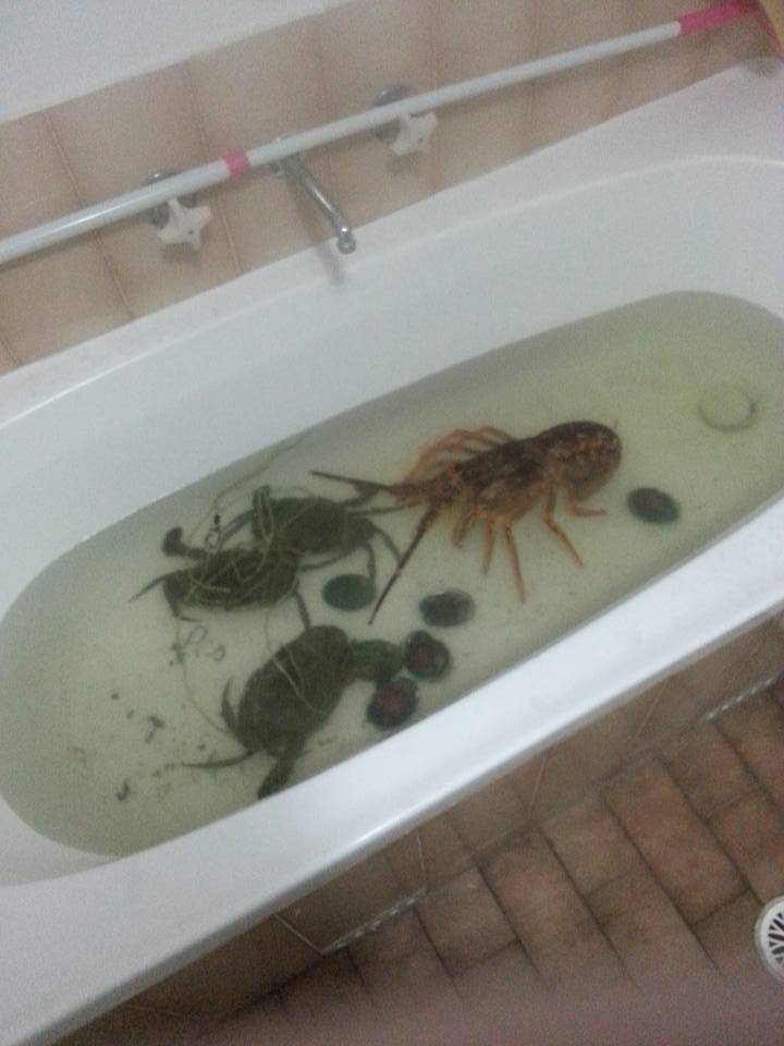 浴缸養蟹 