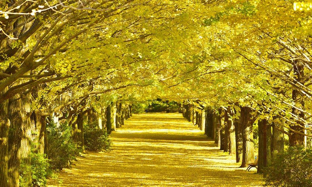 日本紅葉情報2022 25大紅葉名所 昭和記念公園擁有300米的日本紅葉 金黃銀杏隧道。
