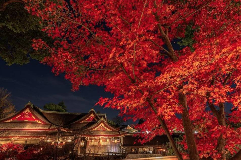 京都紅葉2024｜清水寺賞楓葉5大景點+夜間參拜時間