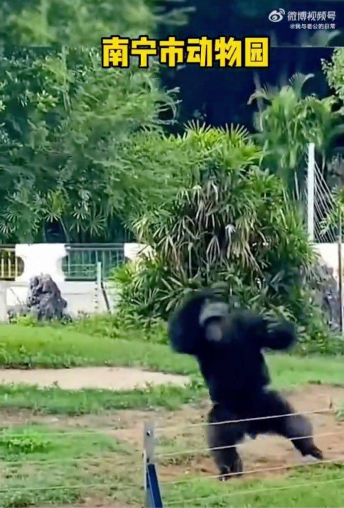 內地動物園 丟那猩 動物園 不少認為丟那猩的行為十分可愛與有趣的遊客不斷模仿圍欄內黑猩猩的叫聲，又不停去挑釁黑猩猩，從而加強了牠的行為。