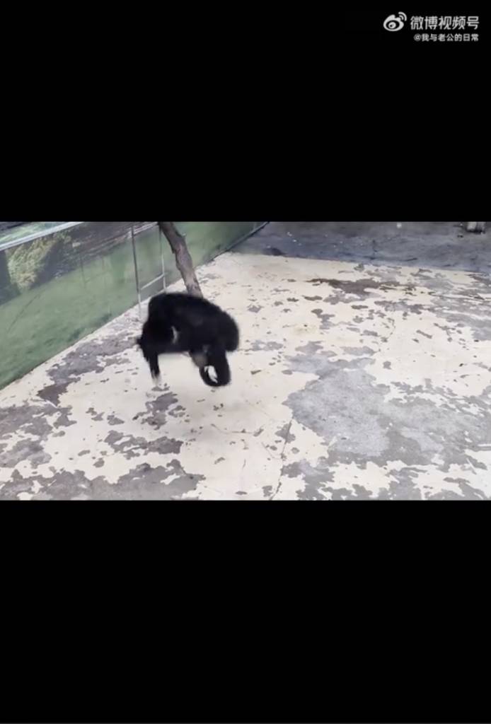 內地動物園 翻筋斗的長臂猿