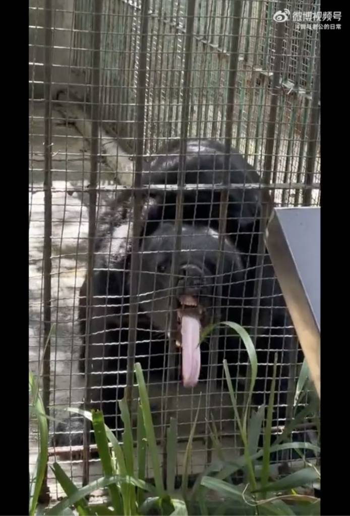 內地動物園 伸長舌頭想吃籠外的草的黑熊