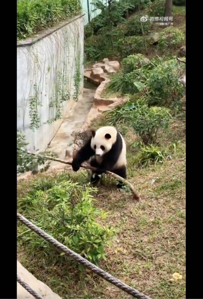 內地動物園 瘋狂搖晃樹枝的熊貓