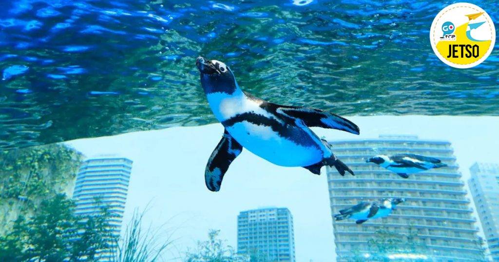 東京門票優惠 館內超有人氣的企鵝潛水秀。