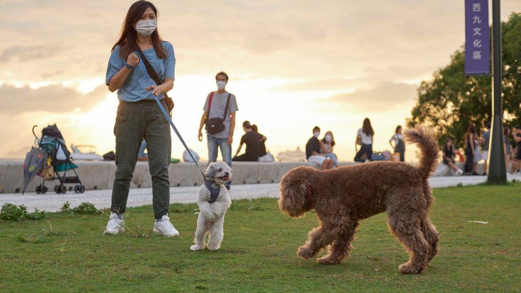 野餐好去處 【野餐地點】不少狗主會帶自己的狗，到西九海濱長廊嬉戲。