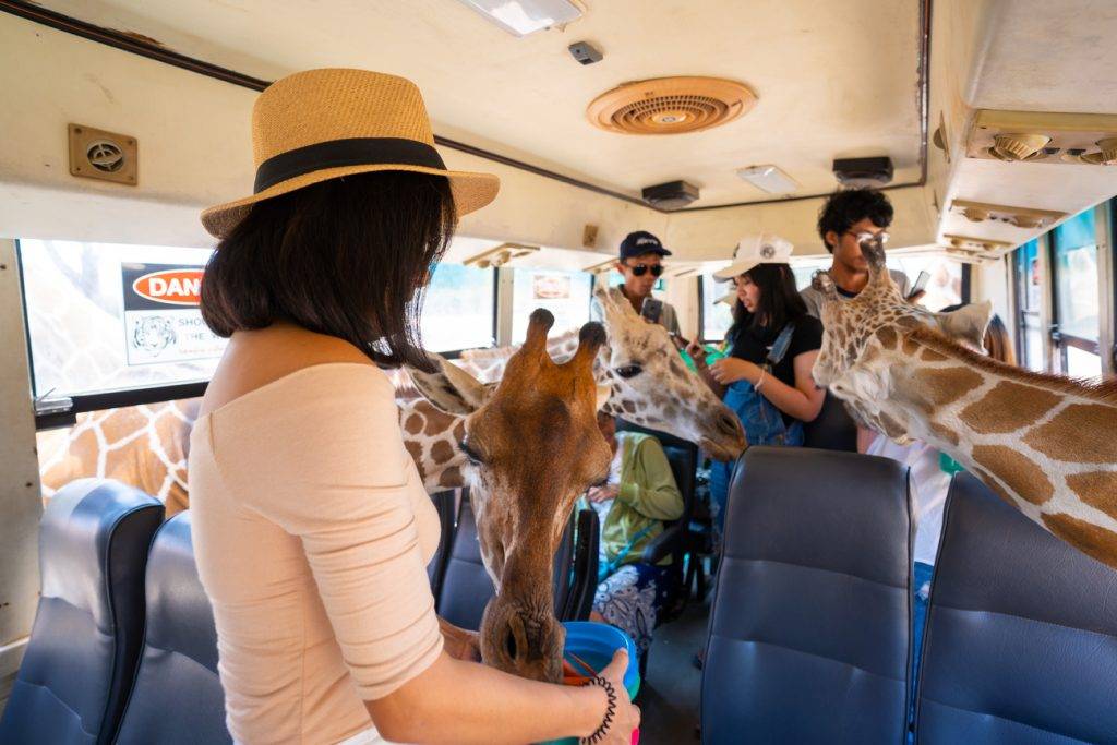 曼谷自由行2023 行程推介 曼谷動物園 乘坐遊園車前往野生動物園與動物近距離接觸並餵食