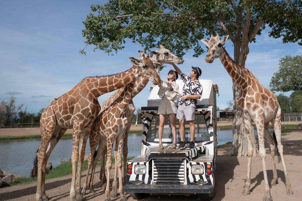  台北自由行 曼谷自由行2023 行程推介 曼谷動物園 站在私人越野車上和長頸鹿圍著拍照