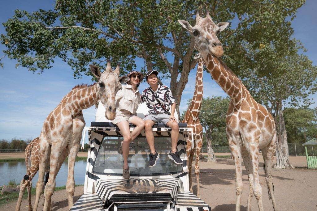 曼谷自由行2023 行程推介 曼谷動物園 站在私人越野車上和長頸鹿圍著拍照