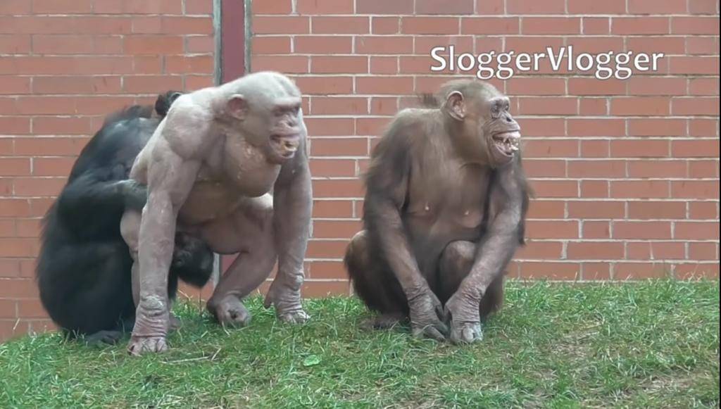 肌肉 與動物園內其他有毛的猩猩相處融洽。