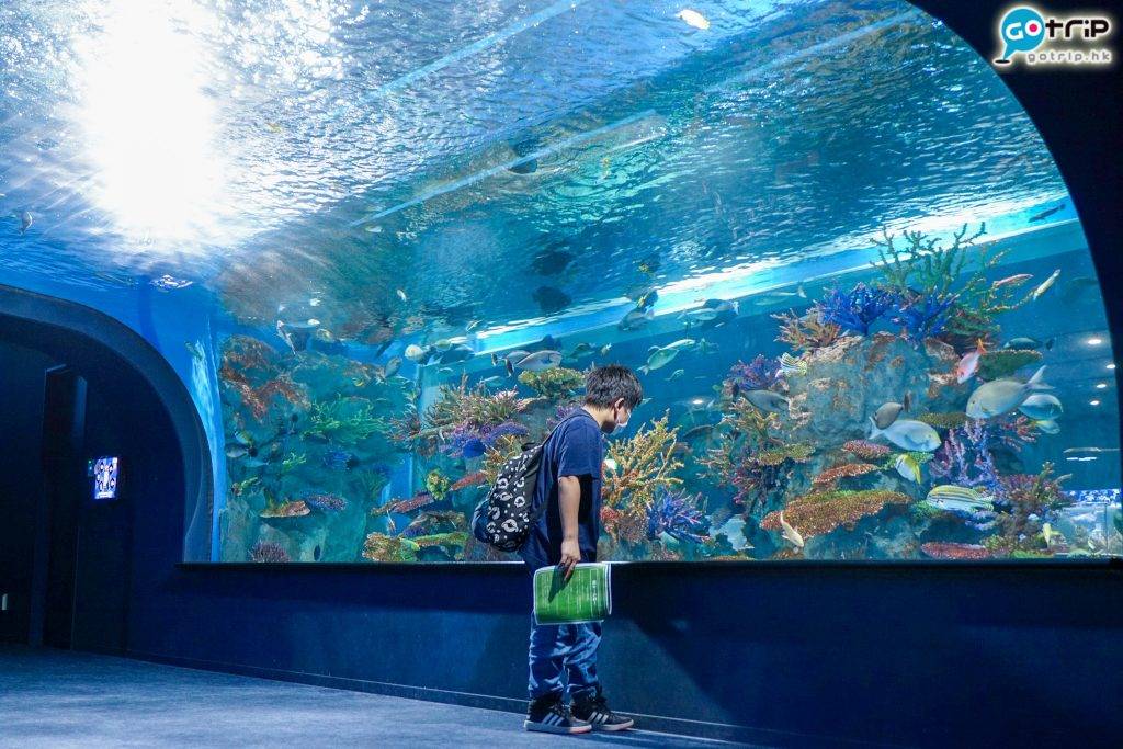 沖繩水族館 沖繩 水族館 海底隧道可以體驗魚群在面前和頭上游過的感覺。