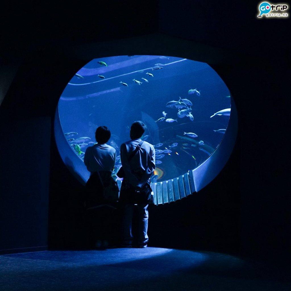 沖繩水族館 沖繩 水族館 巨大圓窗前會有魚群游過，更添神秘感。