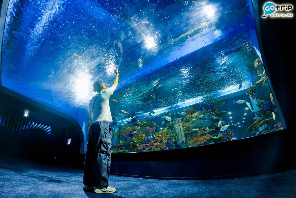 沖繩水族館 沖繩 水族館 使用廣角低角度拍攝可完整拍下整個隧道。