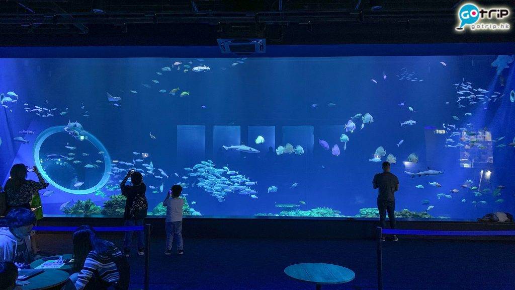 沖繩自由行2023 水族館少不了的巨型展示窗。