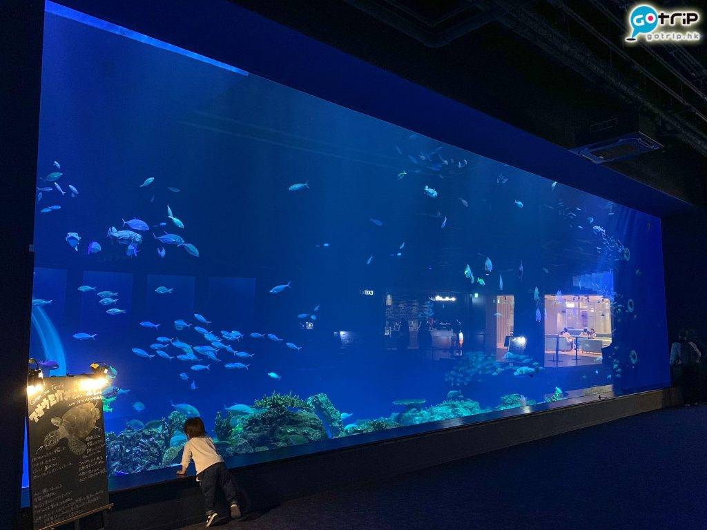 沖繩水族館 沖繩 水族館 水族館人流不多，可輕鬆打卡。